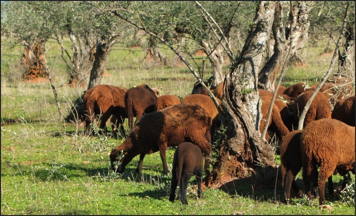 Merinas negras pastando en olivar de La Montaña