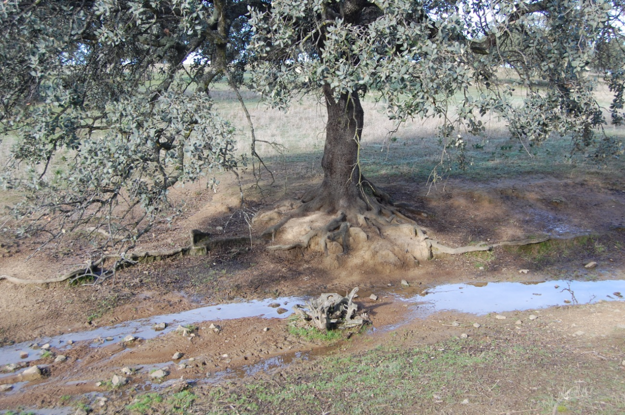 Degradación de la dehesa